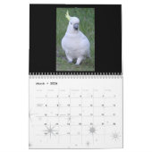 Junior Koala Calendar Kalender (Mar 2026)