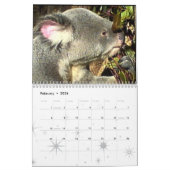 Junior Koala Calendar Kalender (Feb 2026)