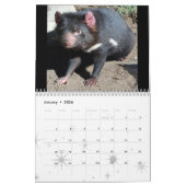 Junior Koala Calendar Kalender (Jan 2026)