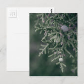Juniper Berries Briefkaart (Voorkant / Achterkant)