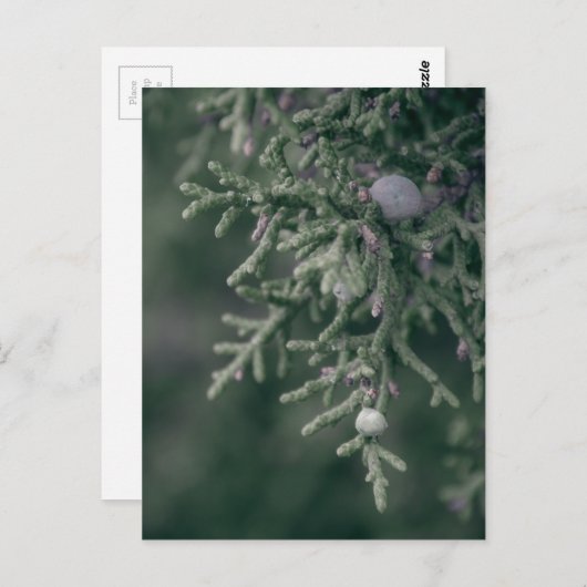 Juniper Berries Briefkaart (Voorkant / Achterkant)