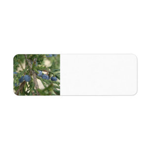 Juniper Berry Adresetiketten Etiket