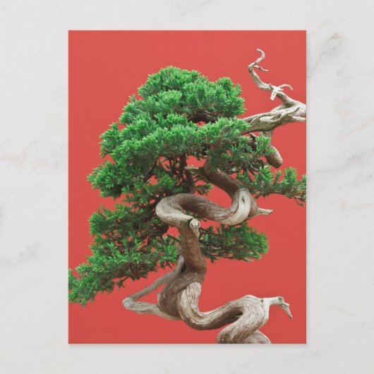 Juniper bonsai briefkaart (Voorkant)