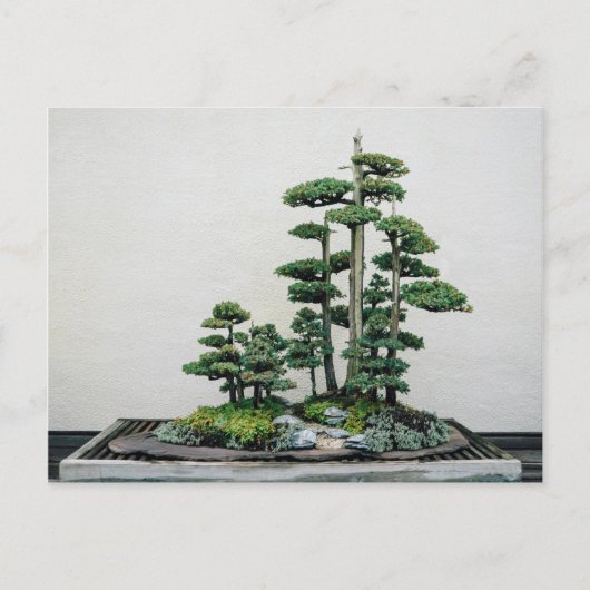 Juniper Bonsai Forest Briefkaart (Voorkant)
