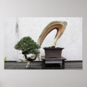 Juniper Bonsai Poster (Voorkant)