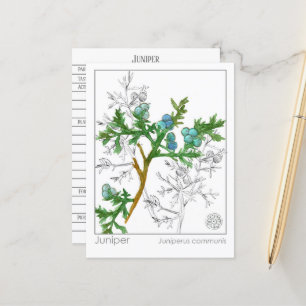 Juniper Materia Medica Monograph Herbal Studie Briefkaart