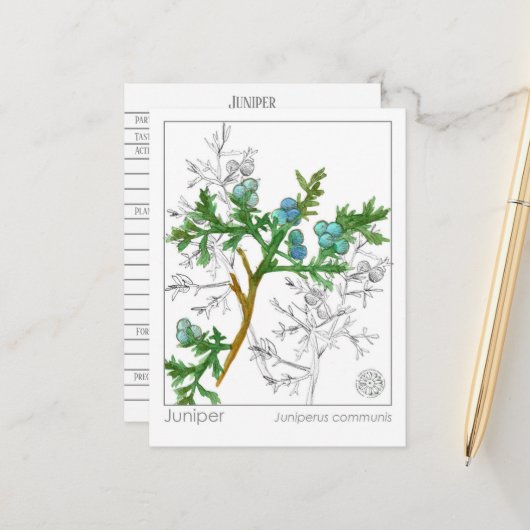 Juniper Materia Medica Monograph Herbal Studie Briefkaart (Voorkant / Achterkant in situ)