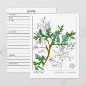 Juniper Materia Medica Monograph Herbal Studie Briefkaart (Voorkant / Achterkant)