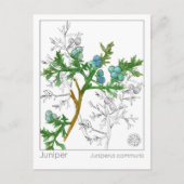 Juniper Materia Medica Monograph Herbal Studie Briefkaart (Voorkant)