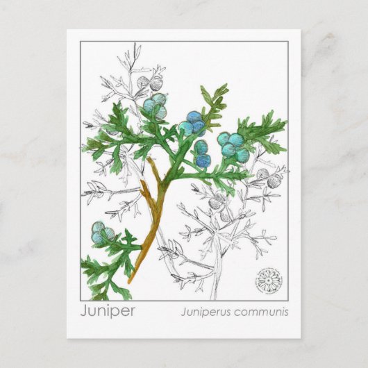 Juniper Materia Medica Monograph Herbal Studie Briefkaart (Voorkant)