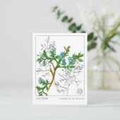 Juniper Materia Medica Monograph Herbal Studie Briefkaart (Staand voorkant)
