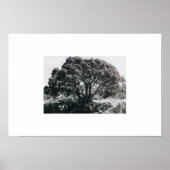 Juniper Tree Poster (Voorkant)