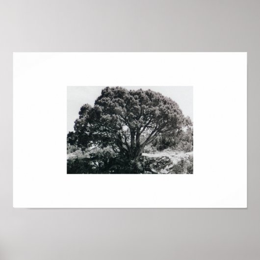 Juniper Tree Poster (Voorkant)