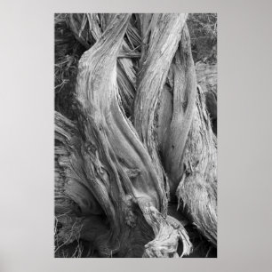 Juniper Trunk Poster