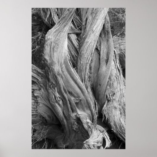 Juniper Trunk Poster (Voorkant)