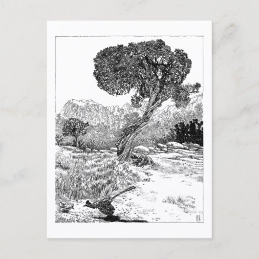 Juniper Valley Wilderness - Briefkaart (Voorkant)