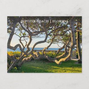 Jupiter Florida Briefkaart Oceaan en Zee Druiven