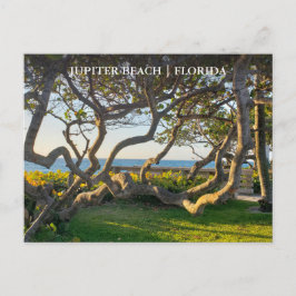 Jupiter Florida Briefkaart Oceaan en Zee Druiven