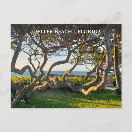 Jupiter Florida Briefkaart Oceaan en Zee Druiven (Voorkant)
