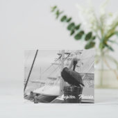 Jupiter, Florida Pelican foto briefkaart (Staand voorkant)