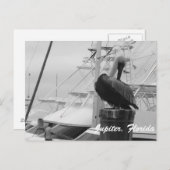 Jupiter, Florida Pelican foto briefkaart (Voorkant / Achterkant)