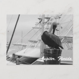 Jupiter, Florida Pelican foto briefkaart
