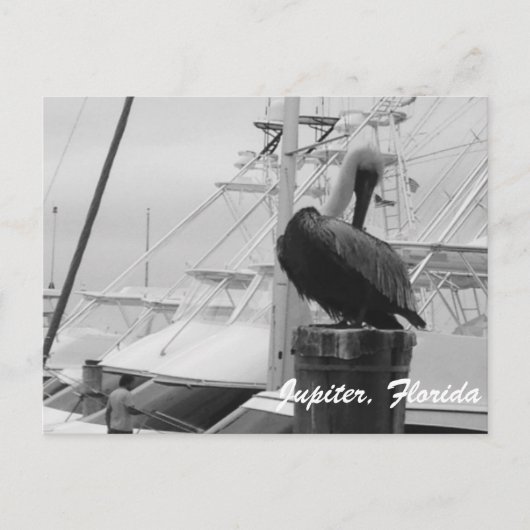 Jupiter, Florida Pelican foto briefkaart (Voorkant)