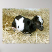 Just Born Poster (Voorkant)