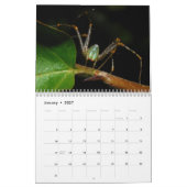 Just Spiders Calendar, 2020 Kalender (Jan 2027)