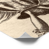 Justine Siegemund Court, verloskundige geboorteill Poster (Hoek)