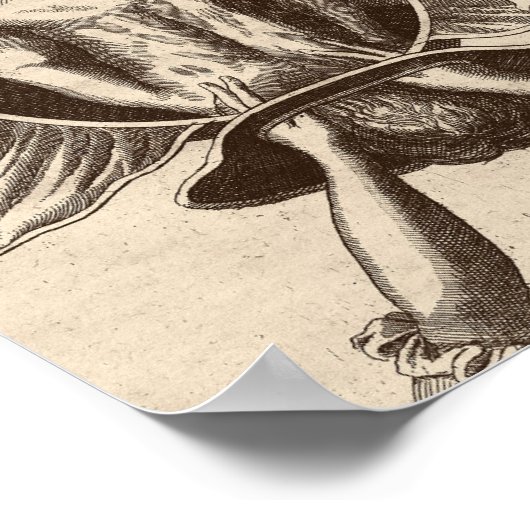 Justine Siegemund Court, verloskundige geboorteill Poster (Hoek)