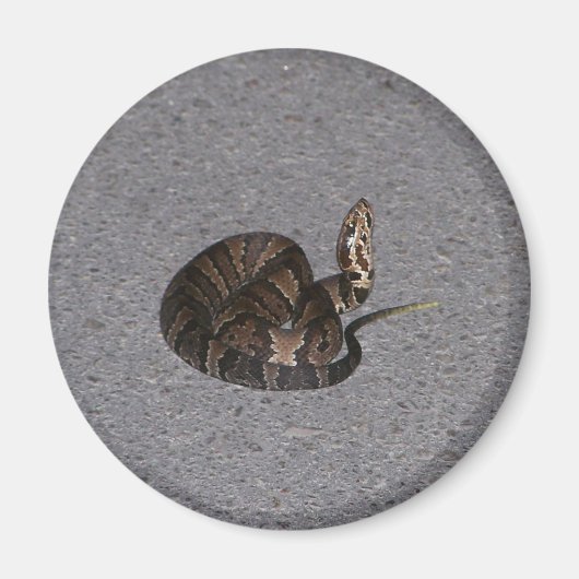 Juveniele Cottonmouth Snake Magneet (Voorkant)