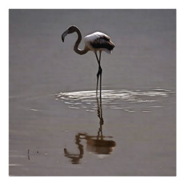 Juveniele flamingo in grijs met reflectie foto afdruk