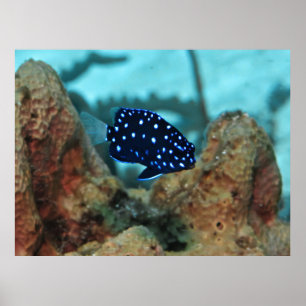 Juveniele geelstaart Damselfish Poster
