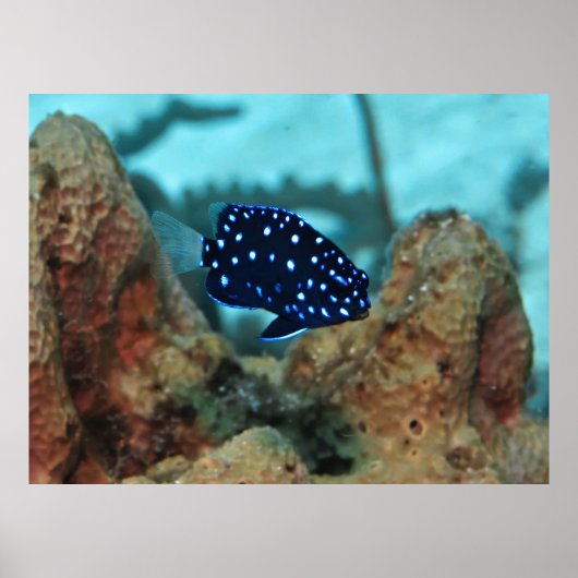 Juveniele geelstaart Damselfish Poster (Voorkant)