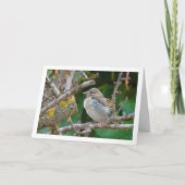 Juveniele goudvink in amandelboom kaart (Voorkant)