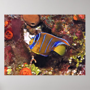 Juveniele Koningin Angelfish Poster