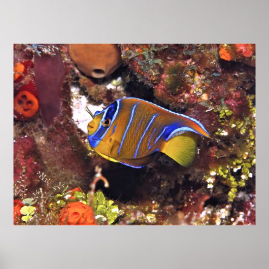 Juveniele Koningin Angelfish Poster (Voorkant)