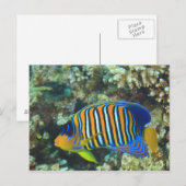Juveniele koningsengelvis Pygoplites Briefkaart (Voorkant / Achterkant)