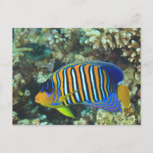 Juveniele koningsengelvis Pygoplites Briefkaart