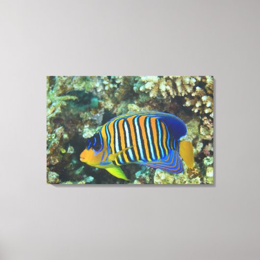 Juveniele koningsengelvis Pygoplites Canvas Afdruk (Voorkant)