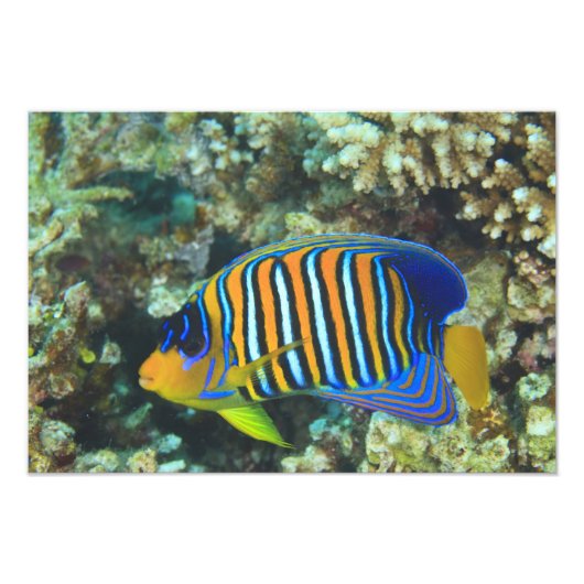 Juveniele koningsengelvis Pygoplites Foto Afdruk (Voorkant)