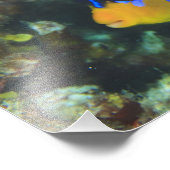 Juveniele koningsengelvis Pygoplites Foto Afdruk (Hoek)