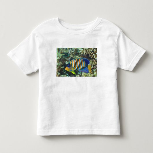 Juveniele koningsengelvis Pygoplites Kinder Shirts (Voorkant)