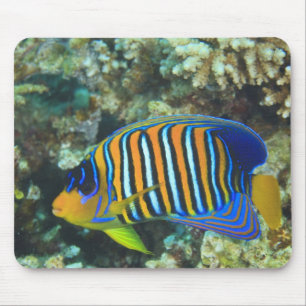 Juveniele koningsengelvis Pygoplites Muismat