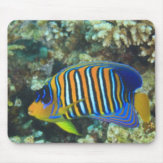 Juveniele koningsengelvis Pygoplites Muismat (Voorkant)