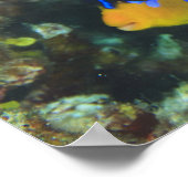 Juveniele koningsengelvis Pygoplites Poster (Hoek)