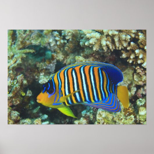 Juveniele koningsengelvis Pygoplites Poster (Voorkant)