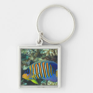 Juveniele koningsengelvis Pygoplites Sleutelhanger