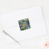 Juveniele koningsengelvis Pygoplites Vierkante Sticker (Envelop)